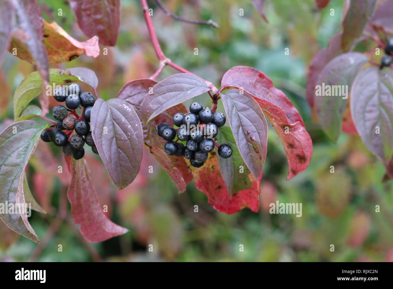 Baies noires / baies noires sur les branches Banque D'Images
