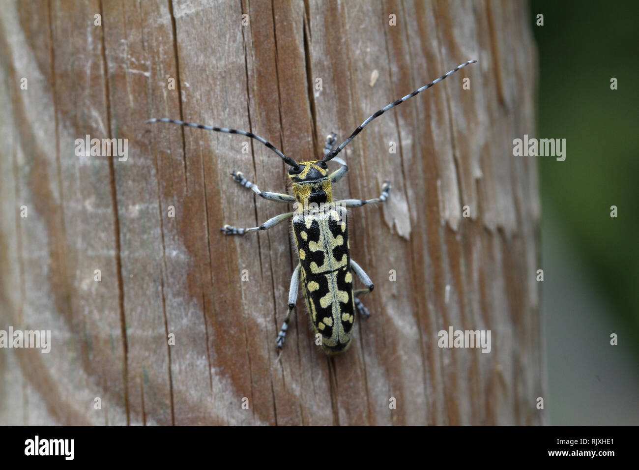 / Leptura rubra Leptura beetle assis sur une surface en bois Banque D'Images