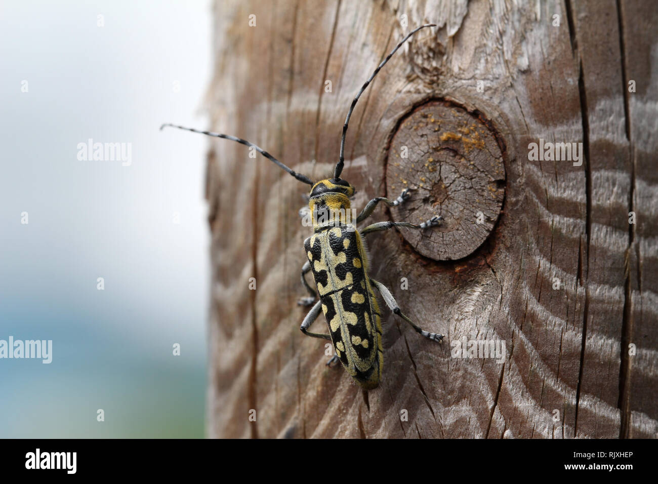 / Leptura rubra Leptura beetle assis sur une surface en bois Banque D'Images