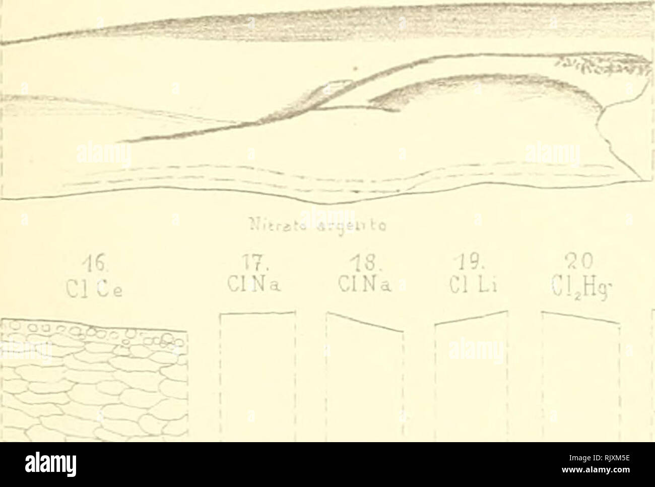 . Atti. -- Les plantes Les plantes ; Italie ; Cryptogamia ; Mycologie. Arti cl(>ll Isl ? Univ. Rorcinko Povi di.le volu.XI Tav.lX 12. 3. 4- 5 6 7. 8. 9. 10. Vò 14. 15. Cy.FeK C^.Fei ; Cy.FeK, Cy.FeK, Cl^Hg Cl,Hg K EC EC EC EC EC EC K, CU.,... ClNa ClNa 'Â" ° ^ % ? ^ ^xV$s PMNO ;/ 'â PMNO,), j'ai/uo'uuit' o.iru "g^un *Â"Â"oS -etrii'. ;^ rj nm, -â" ^ =, AgNO, AqNO. 19. ¢JO 21 CIL, C !,H9- CLHg .i.Â"'j A,jNC, 12. AqNO,:1K 25. 27 de la CIK. AoMO. g""} AgNO, AqNO, 26. Aqh A,-HO, 30. AgNOj AqNO, 23. V '''tór' L.Buscalioni del. Tacctiinardi jLperrarì.lil.Pavii. Buscalionie Purgotti-Dissoc deijoni.e.diffus.. P Banque D'Images