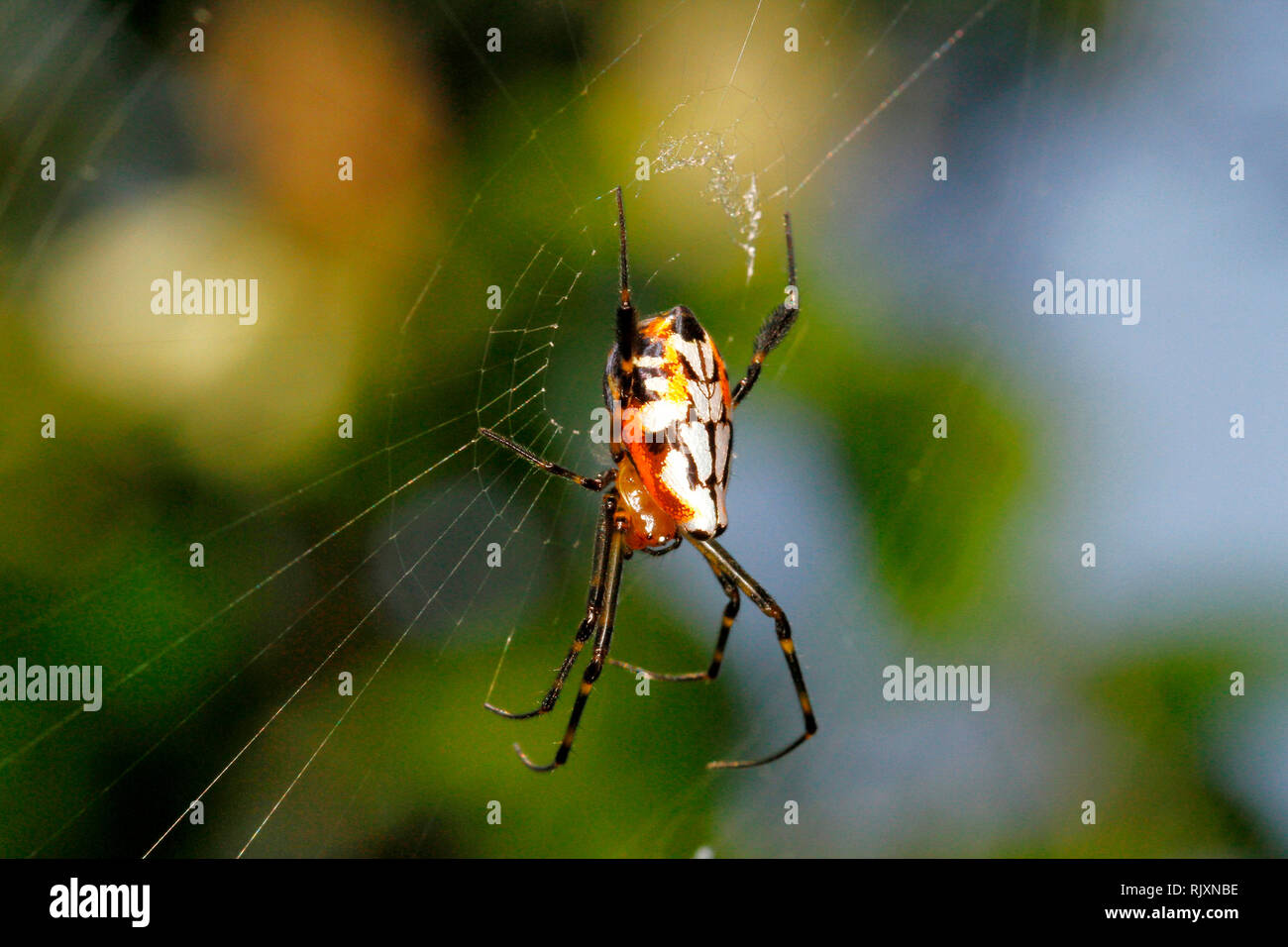 Spider Argiope aurantia, jardin, Coorg, Karnataka, Inde Banque D'Images