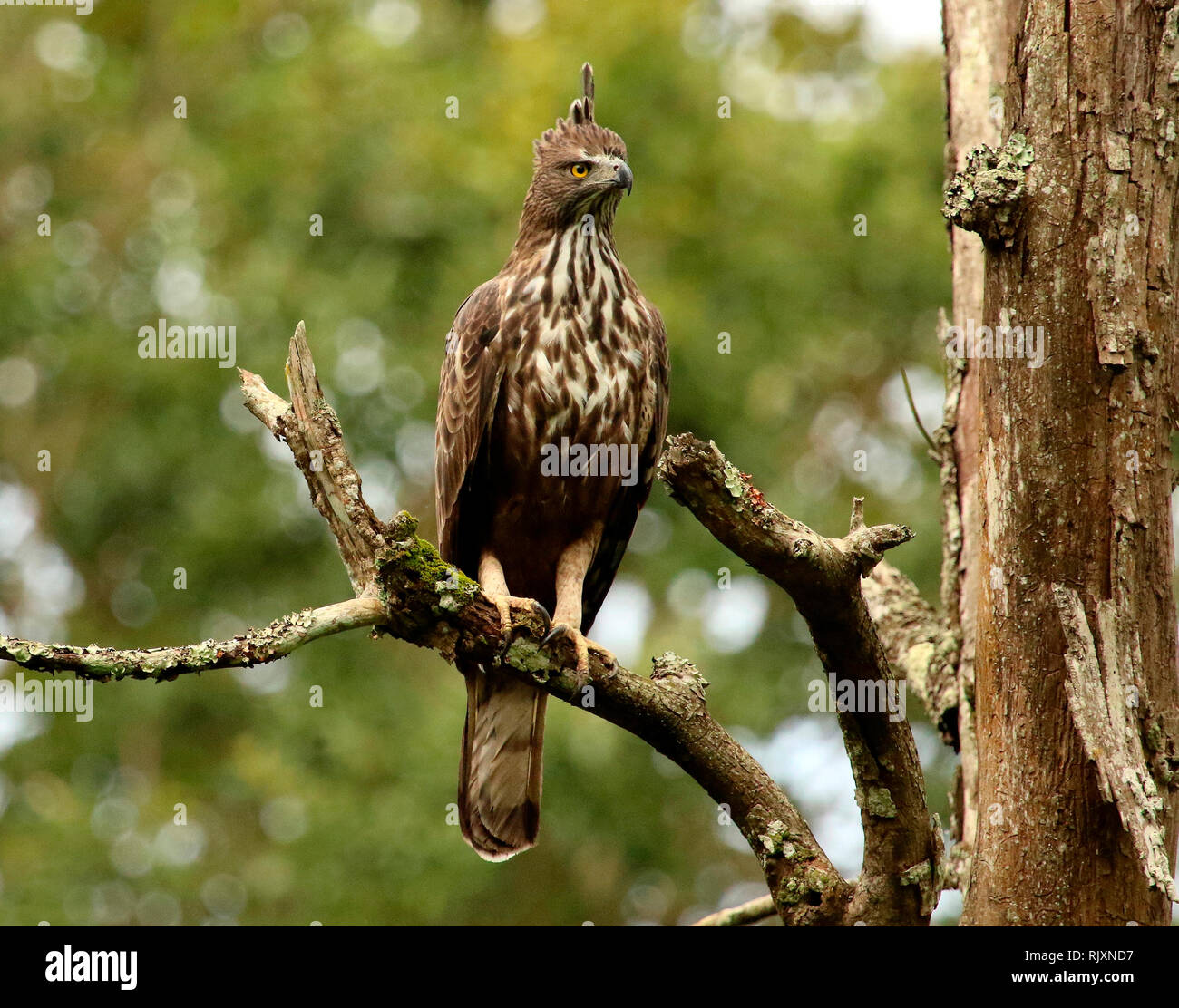 Changeable faucon-aigle ou faucon-aigle à crête, Nisaetus cirratus, Parc national de Bandipur, Karnataka, Inde Banque D'Images