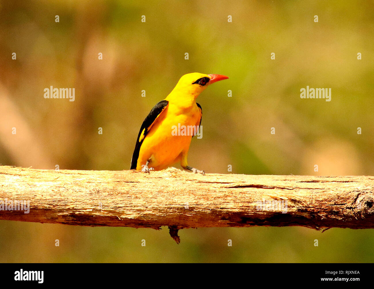 Oriolus Oriolus Oriole, or, Thettekad, Kerala, Inde Banque D'Images
