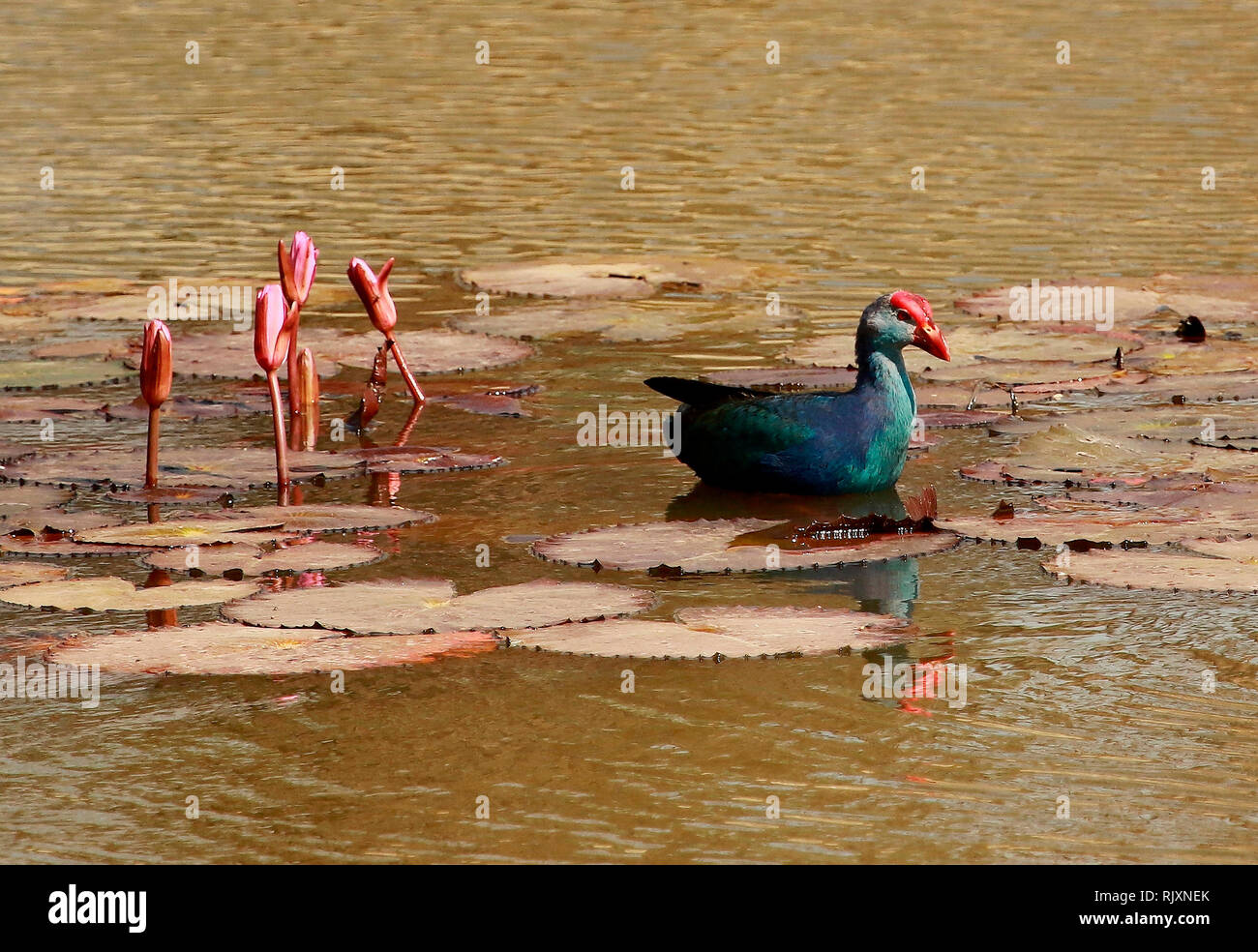 Talève Sultane Porphyrio, Lalbagh, poliocephalus, Bangalore, Karnataka, Inde Banque D'Images