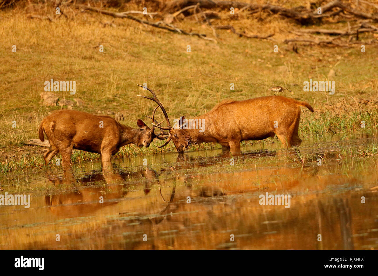 Cerf sambar dans un simulacre de combat, Rusa unicolor, Pench Parc National Madhyapradesh, Inde Banque D'Images