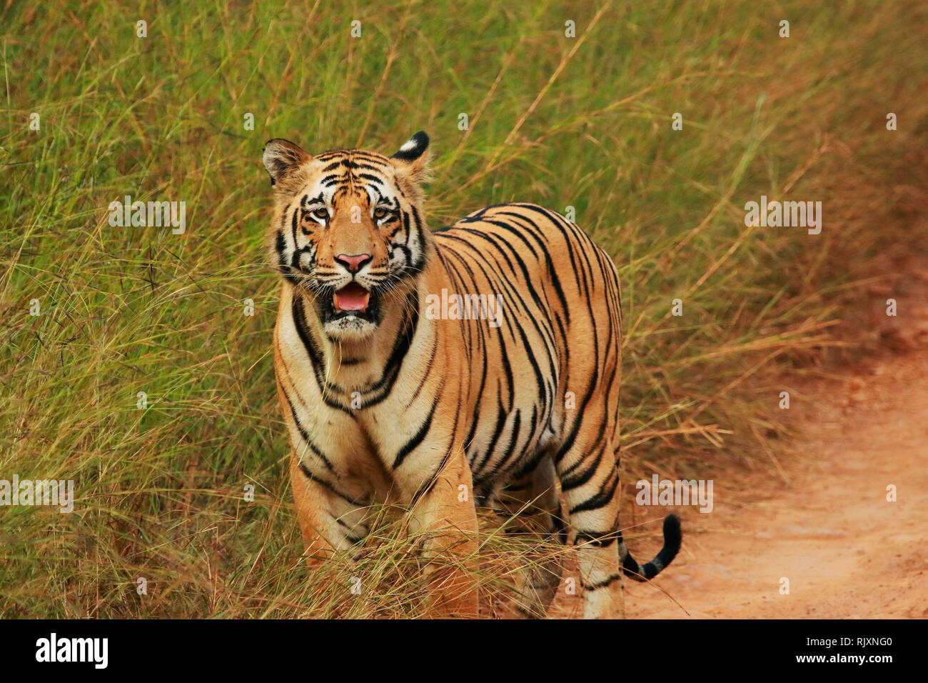 Tiger, Panthera tigris, Parc National de Tadoba, Maharashtra, Inde Banque D'Images