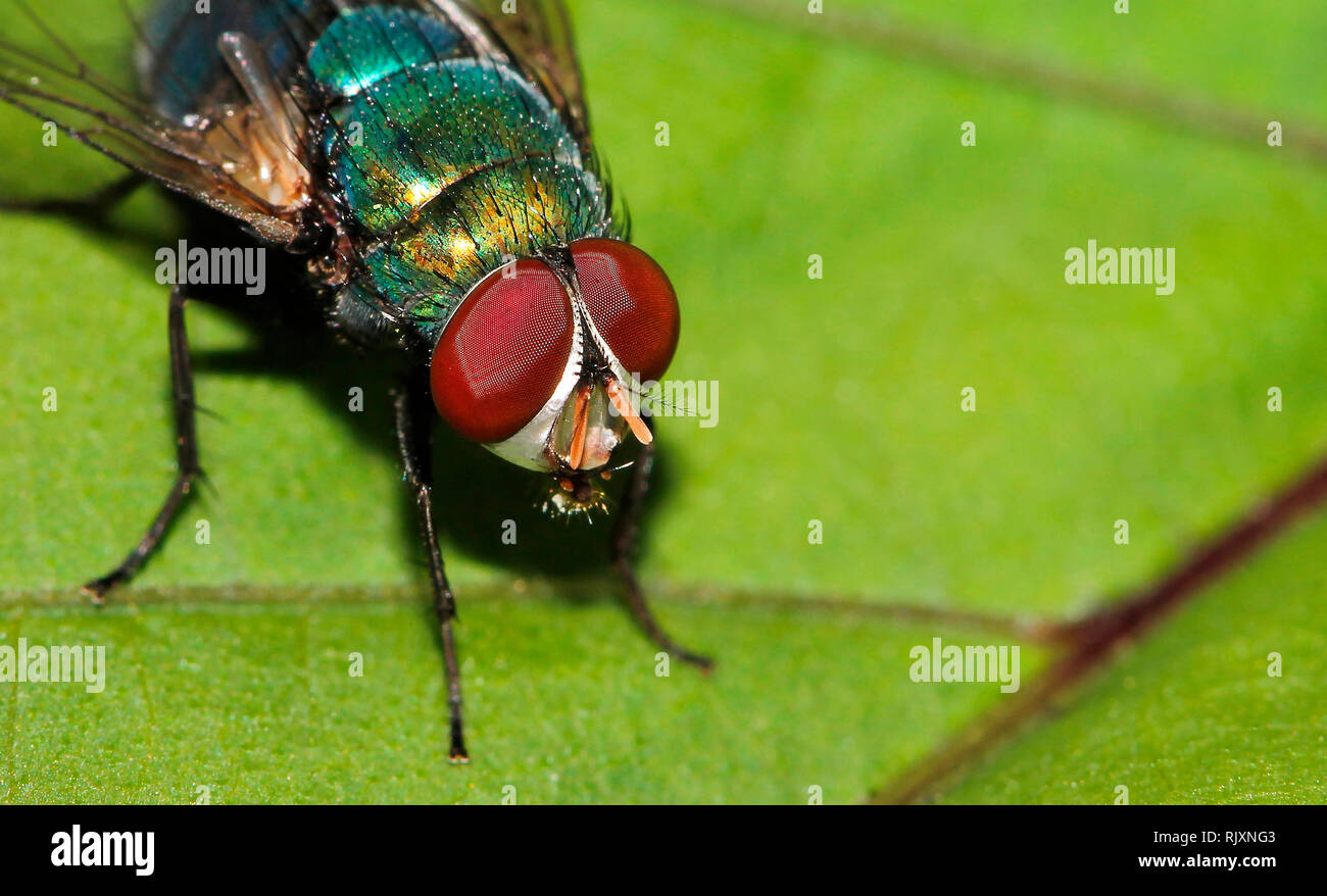Bouteille Bleue fly, Calliphora vomitoria, Lalbagh, Bangalore, Karnataka, Inde Banque D'Images