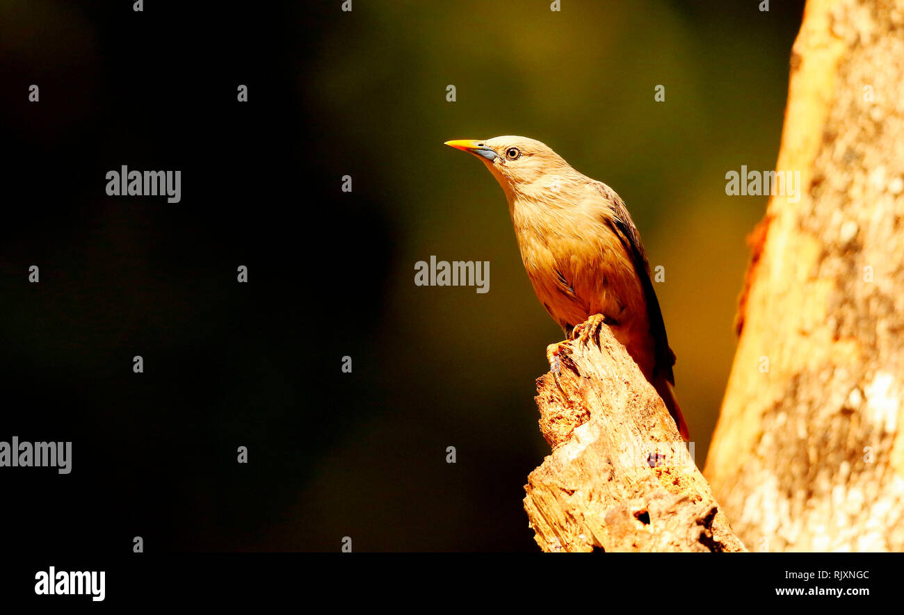 Blyth's Starling, Sturnia malabarica, Ganeshgudi, Karnataka, Inde Banque D'Images