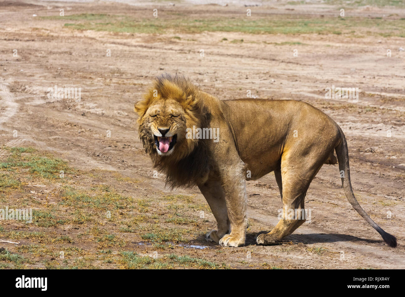 Le grand lion grogne. La savane de sable du Serengeti, Tanzanie Banque D'Images