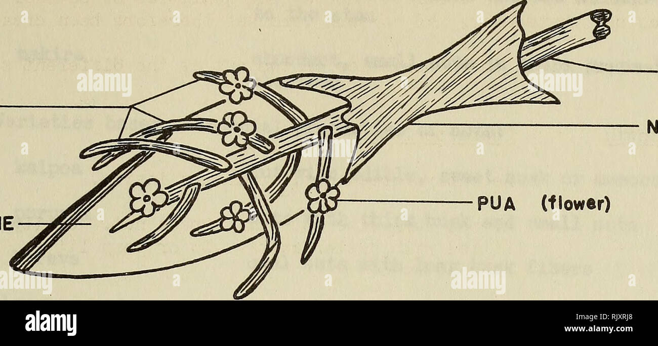 . Bulletin de recherche sur les atolls. Les récifs coralliens et d'îles ; biologie marine ; sciences de la mer. RAROIAN AVEAVE LES NOMS DES PIÈCES DE NOIX DE COCO (tiges) ROHEROHE (la spa). TARI6A (tige) NIMO PUA (t inférieur) FIGURE I. tige florale et GOREGORE SPATHE (exocarpe). Veuillez noter que ces images sont extraites de la page numérisée des images qui peuvent avoir été retouchées numériquement pour plus de lisibilité - coloration et l'aspect de ces illustrations ne peut pas parfaitement ressembler à l'œuvre originale.. Smithsonian Institution. Presse ; Conseil national de recherches (U. S. ). Conseil scientifique du Pacifique ; Smithsonian Institution ; Musée national de Natura Banque D'Images