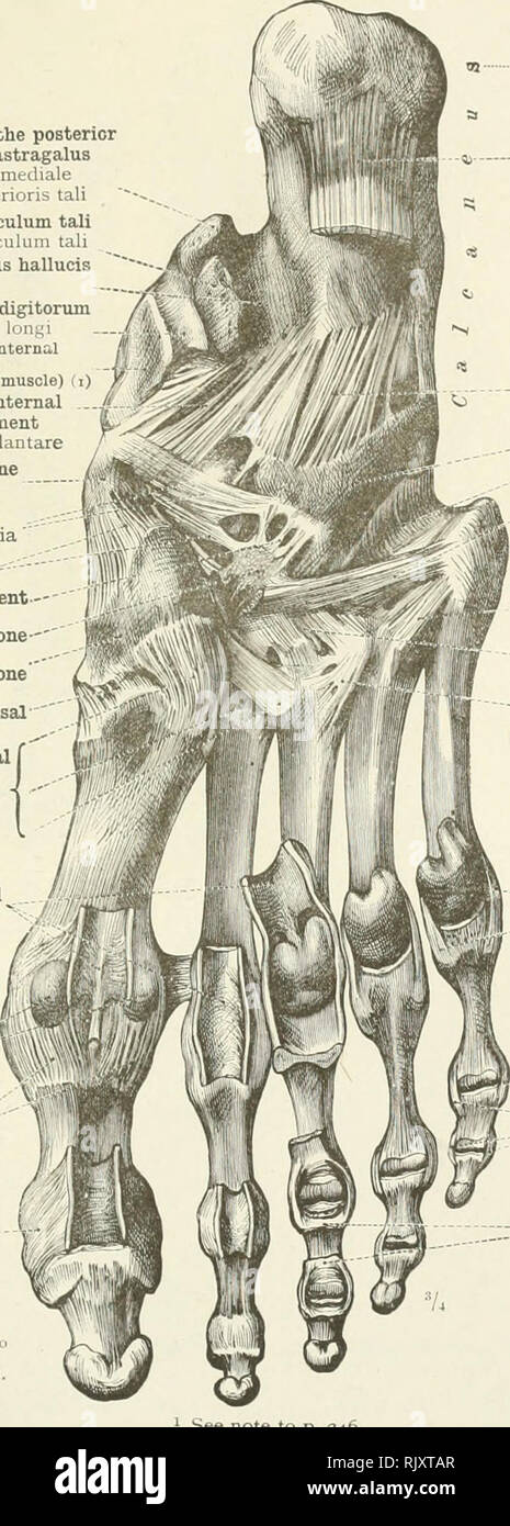 . Un atlas de l'anatomie humaine pour les étudiants et les médecins. L'anatomie. Les articulations du membre inférieur du tubercule intérieure 247 processus postérieur de l'astragalus Tuberculum Sustentaculum tali posterioris processus mediale Sustentaculum tali tali Gorge du tendon fléchisseur du sillon hallucis longus m tlexoris hallucis longi - Gorge du tendon fléchisseur du Sillon par lequel pedis-rlexons m. extensor digitorum longi milieu fibrocartilaginous partie de calcaneonavicular ligament (Gorge du tendoi. du muscle jambier posticus) partie inférieure du calcaneo Banque D'Images