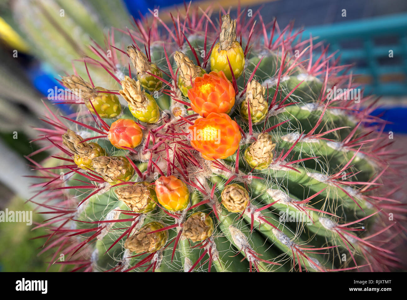 Close up of cactus épineux en forme de globe avec de longues épines et fleurs en orange. Vue d'un baril Fishhook Cactus Ferocactus wislizeni en fleurs ( ) Banque D'Images