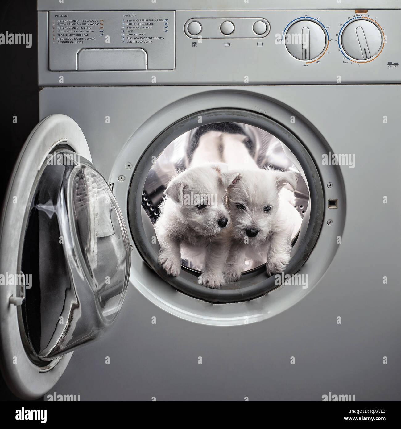 Deux chiots Terrier de chien de l'Ouest sont lavés à l'eau de Javel et de  poudre dans la machine à laver Photo Stock - Alamy