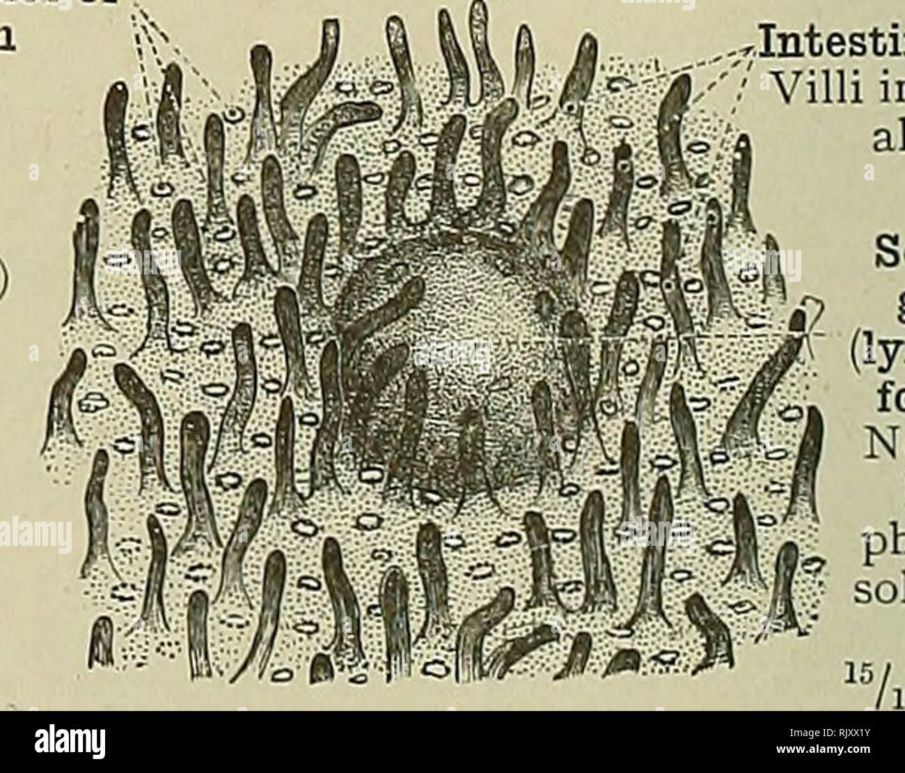 . Un atlas de l'anatomie humaine pour les étudiants et les médecins. L'anatomie. Agmmated les glandes, ou ? De Peyer Noduli lymphatici aggregati (Peyeri Noduli lymphatici) glandes solitaires faisceau solitaire Fig. 725.-Noduli Lymphatici Aggre- gati, Agminated ou glandes de Peyer, de l'iléon. Les cryptes ou follicules de Lieberkiihn (Lieberkiihn glandes du gland) u (Lieberkuehni las intestinales. Villosités intestinales intestin Villi- ales Solitaire 4 &AMP ;" ? Presse-étoupe (Follicule lymphoïde ") ,1 Nodulus -I lym- phaticus solitarius Fig. 726.-muqueuse de l'iléon, avec un gland solitaire (Fol- licle lymphoïde). Tube chauffant Banque D'Images