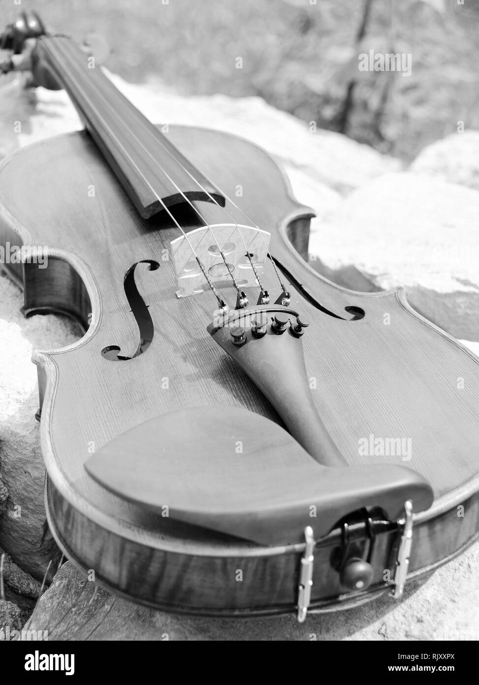 Photo d'un violon Banque D'Images