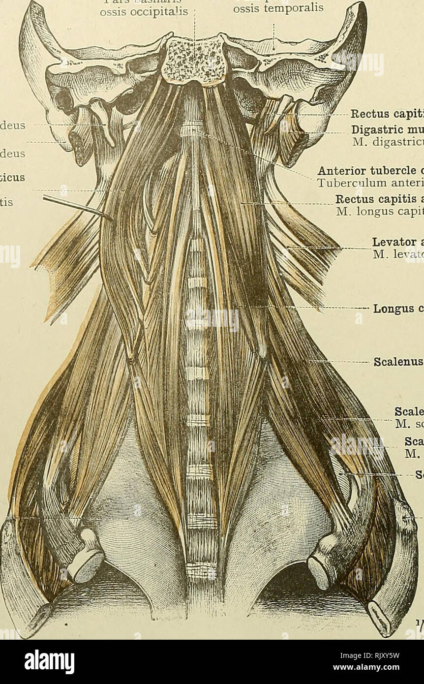 . Un atlas de l'anatomie humaine pour les étudiants et les médecins. L'anatomie. 298 LES MUSCLES DE LA TÊTE ET DU COU partie basilaire de Petrous partie de l'os occipital l'os temporal Pars Pars petrosa processus styloïde basilaris 1 Processus styloideus ^ mastoideus Processus Processus mastoïde capitis Rectus anticus muscle majeur M. longus capitis plèvre cervicale Cupula plèvre. Le Rectus capitis lateralis muscle digastrique postérieur (ventre) M. digastricus (venter posterior) tubercule antérieur de l'atlas Tuberculum anterius Rectus anticus atlantis capitis muscle grand M longus capitis Levator anguli sc Banque D'Images