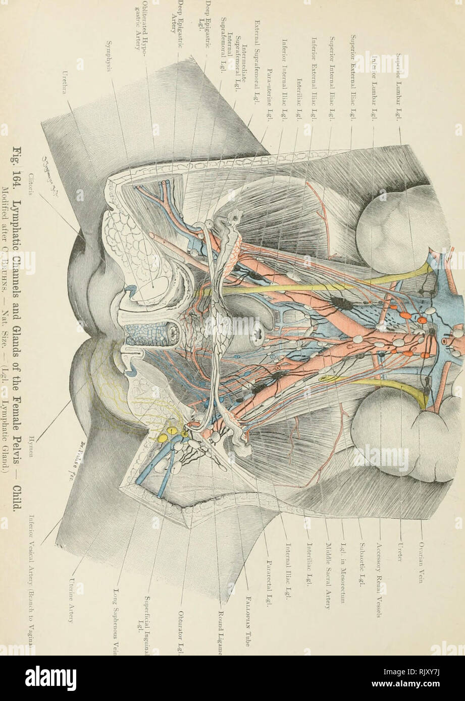 . De l'Atlas topographique (appliquée) L'anatomie humaine pour étudiants et praticiens. L'anatomie. . Veuillez noter que ces images sont extraites de la page numérisée des images qui peuvent avoir été retouchées numériquement pour plus de lisibilité - coloration et l'aspect de ces illustrations ne peut pas parfaitement ressembler à l'œuvre originale.. Bardeleben, Karl Heinrich von, 1849-1919 ; Haeckel, Ernst Heinrich Philipp August, 1834-1919. Londres :, Jean-Paul Tibéri limited ; New York, société, Jean-Paul Tibéri Banque D'Images