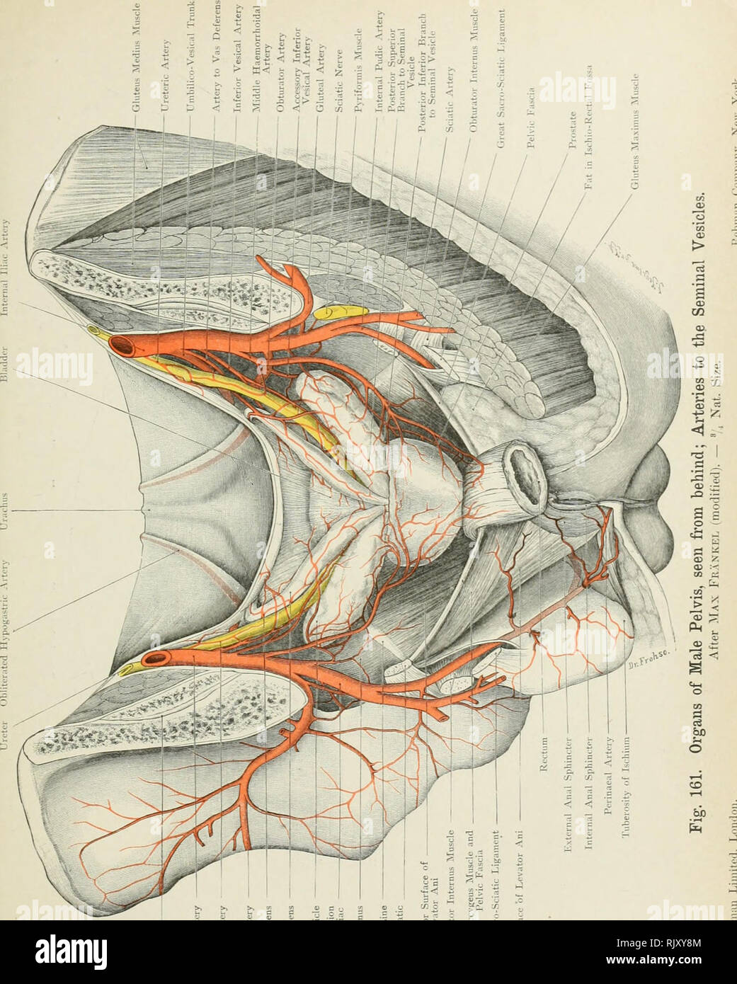 . De l'Atlas topographique (appliquée) L'anatomie humaine pour étudiants et praticiens. L'anatomie. . Veuillez noter que ces images sont extraites de la page numérisée des images qui peuvent avoir été retouchées numériquement pour plus de lisibilité - coloration et l'aspect de ces illustrations ne peut pas parfaitement ressembler à l'œuvre originale.. Bardeleben, Karl Heinrich von, 1849-1919 ; Haeckel, Ernst Heinrich Philipp August, 1834-1919. Londres :, Jean-Paul Tibéri limited ; New York, société, Jean-Paul Tibéri Banque D'Images