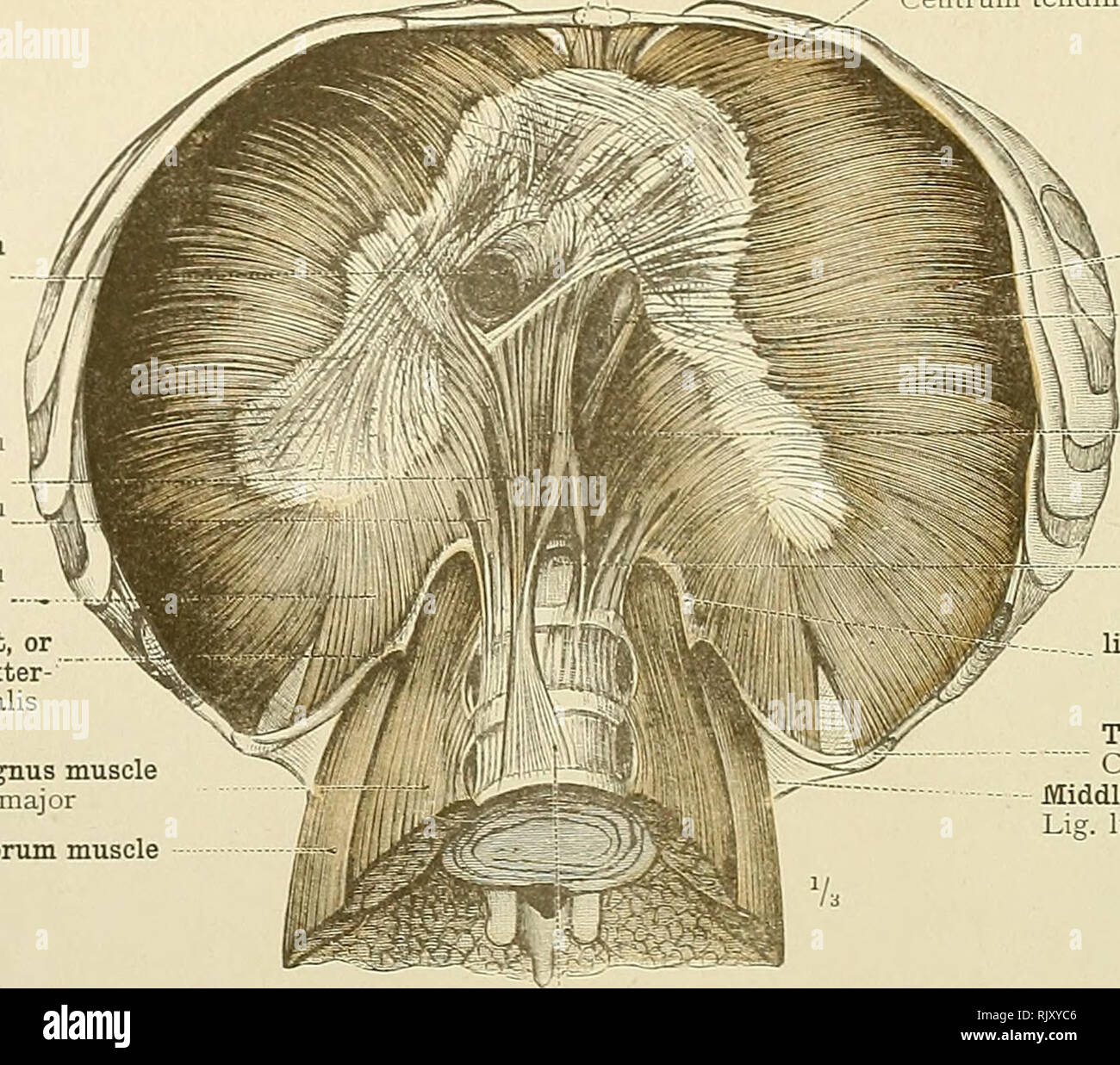 . Un atlas de l'anatomie humaine pour les étudiants et les médecins. L ...