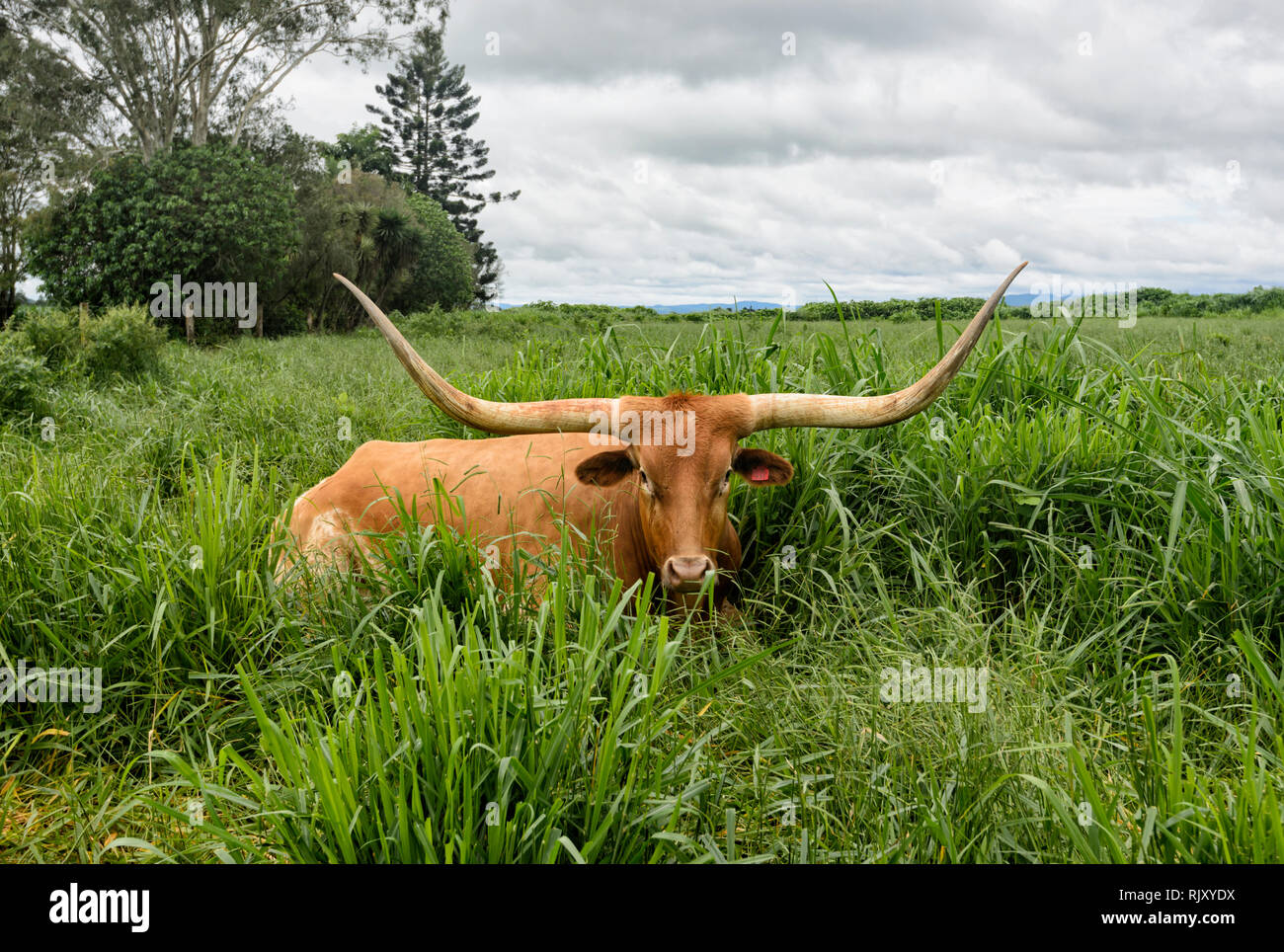 Texas Longhorn bovins (Bos taurus) s'asseoir dans un paddock, Atherton Tablelands, Far North Queensland, Queensland, Australie, FNQ Banque D'Images
