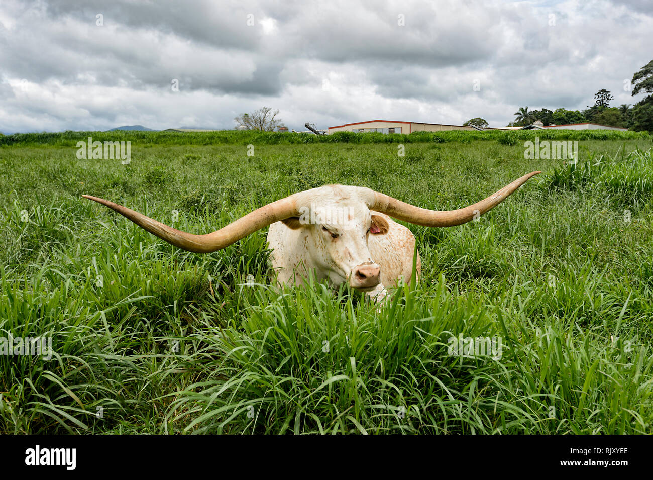 Texas Longhorn bovins (Bos taurus) s'asseoir dans un paddock, Atherton Tablelands, Far North Queensland, Queensland, Australie, FNQ Banque D'Images