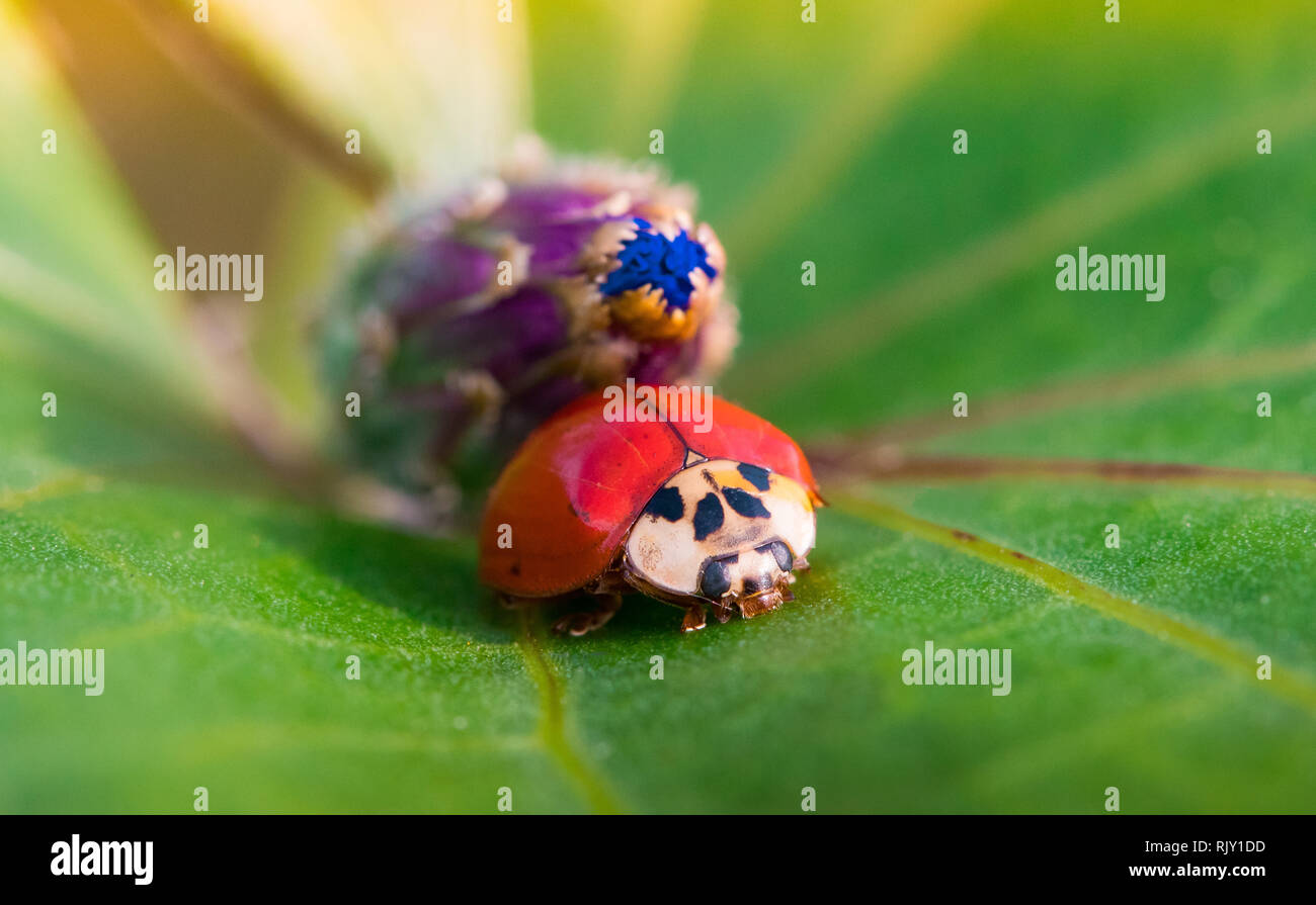 Coccinelle fleurs apportant forever young aucun point la structure des feuilles macro photographie Banque D'Images