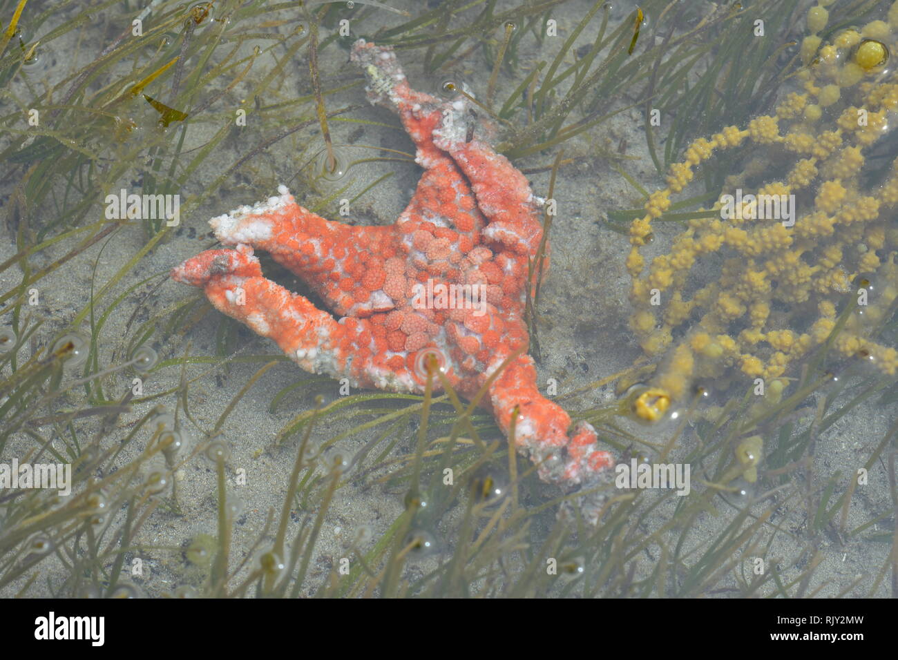 Carcasse d'étoile de mer orange entre en décomposition de l'herbe de mer dans les eaux peu profondes de la piscine dans les rochers à marée basse. Banque D'Images