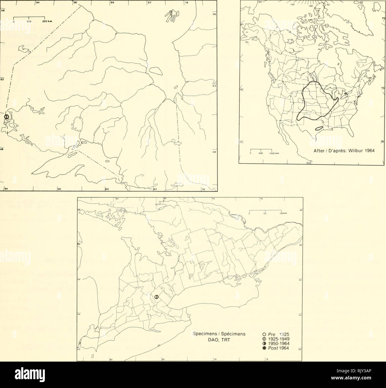 . Atlas des plantes vasculaires rares de l'Ontario. Les plantes rares, la botanique. Amorpha canescens Pursh (A. canescens f. glabrata (Gris) Fassett, A. canescens var. glabrata gris) Leadplant faux indigo. HABITAT : des routes, des champs, des prairies, des collines, et les forêts ouvertes. Statut : rare dans le Michigan. Note : L'échantillon recueilli à Guelph est bien hors- de-gamme et il peut avoir été introduite. HABITAT : Bords des routes, des champs, des prairies, des versants des collines et forÃªts claires. SITUATION : Rare au Michigan. REMARQUES : Le SPÖ©cimen recueilli Ã Guelph se trouve trà¨s en dehors de son aire de rÃ©partition et peut av Banque D'Images