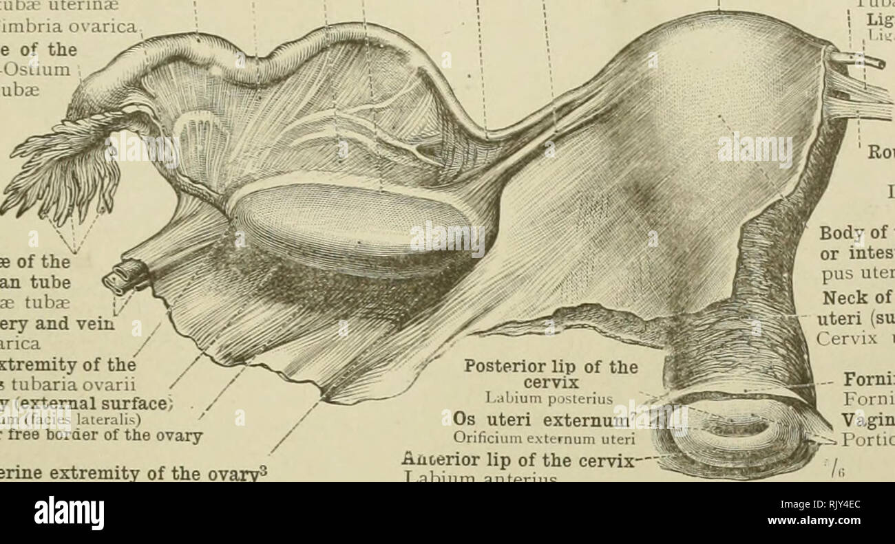 Un atlas de l'anatomie humaine pour les étudiants et les médecins.  L'anatomie. Les organes reproducteurs 511 esovariuni» «Mésosalpinx" ampoule  de la Trompe Je ampoule tiib;f utermae Fimbria ovarica ovaire fimbria -de