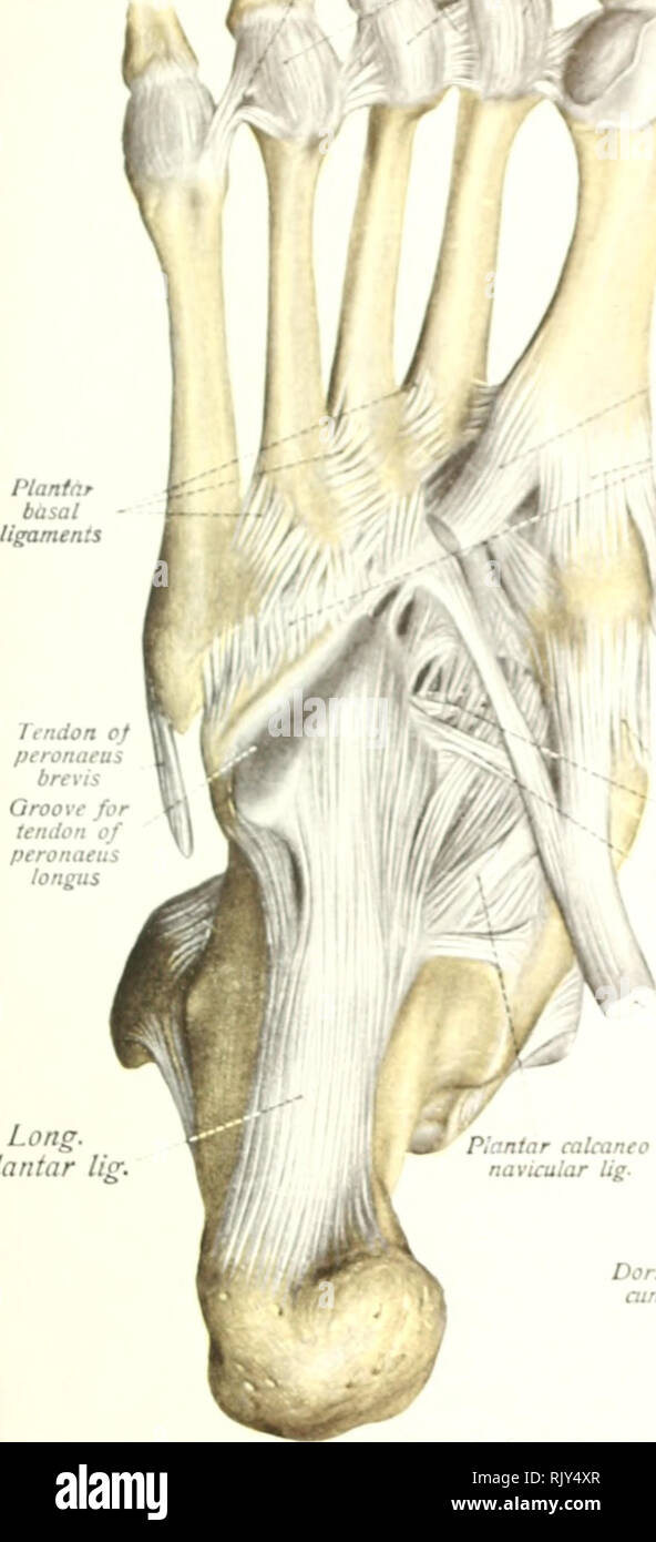 . Texte et Atlas-livre de l'anatomie humaine. Anatomie -- Atlas. Capitulaire transversale métatarse-phalangccJ articulations ligaments. Sésamoïdes bon : Tendon de peronaeus lonpiS Elvg articulation tarso-métatarsienne plantaire. Longtemps, plantar lig. Navinilari- plantaire y .- . /" ^^amtnti , li cunéiforme I // ^ « naviailar plantaire - 4 ans - JO Tendon tibialis posterior inter- cakaneo Dorsax plantaire ""'f'tl"^ mrtatarsal Ugamtnls dorsale tarso-lig- ligts naviculaire. Je Fl !r. 229. Naviculari- dorsale Il^est cunéiforme. De facette articulaire naviculaire os naviailar au milieu de fibrocartilage de facette articulaire calcanéum Inteross Banque D'Images