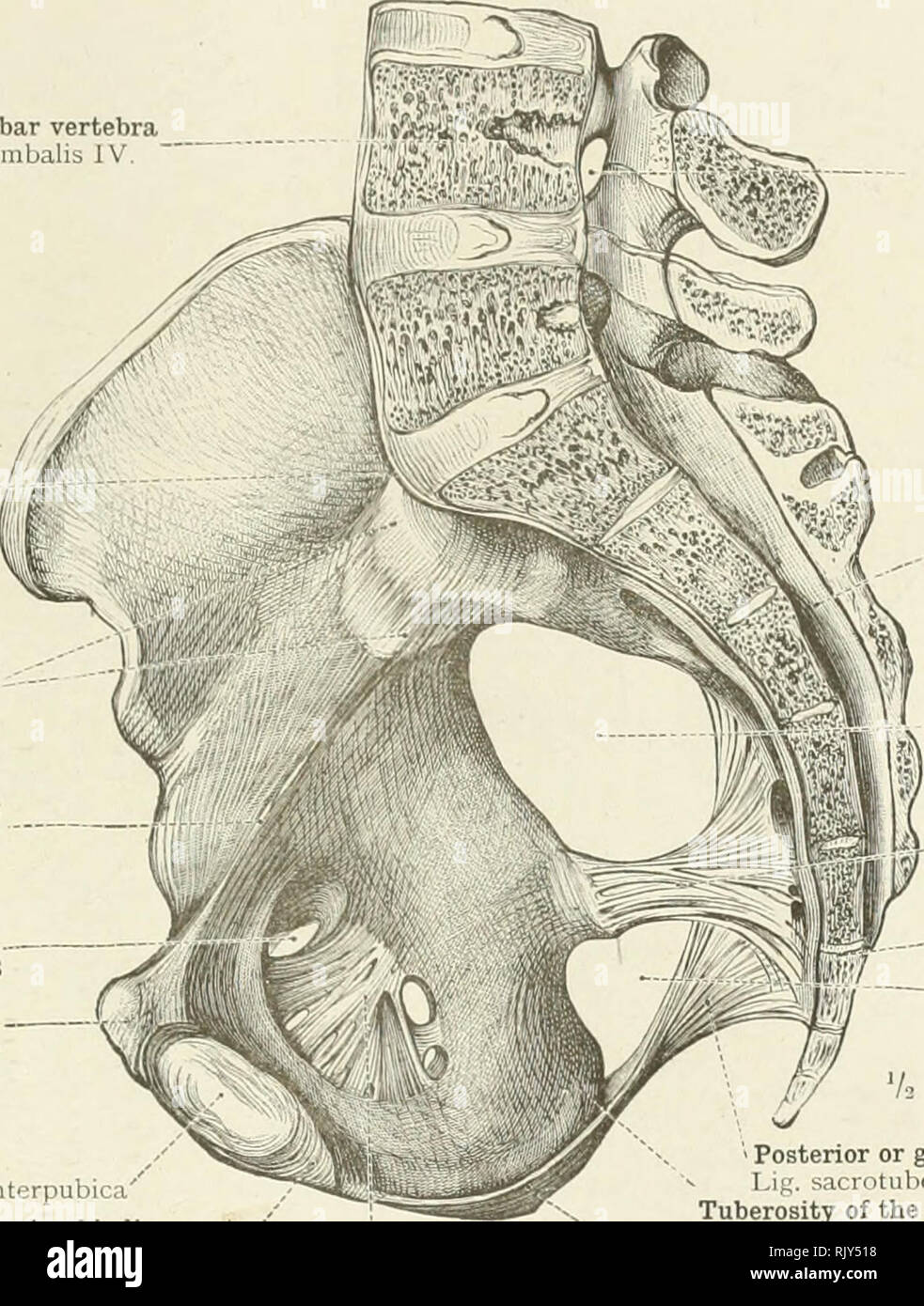 . Un atlas de l'anatomie humaine pour les étudiants et les médecins. L ...