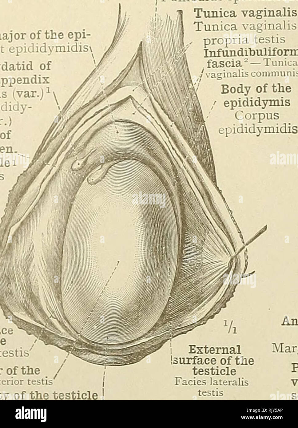 . Un atlas de l'anatomie humaine pour les étudiants et les médecins. L'anatomie. 502 Tête ou globus majeur de l'epi- didymis epidid-habitant) midis^ Pedunculated hydatider de Morgagni, ou l'annexe de l'épididyme (epidi ^ j var Annexe' midis (var.) hydatique sessiles de Morgagni, ou voir annexe du testicule testicule (annexe) Morgagnii REPRJDUCTIVE cordon spermatique MASCULINS ORGANES Funiculus = spermaticu spermaticus Funiculus cordon spermatique tunique tunique propria testis Infundlbuliform = fascia -Tunica surface interne de testicule tuile Saisie-tiorder medialis testi : partie antérieure du testicule-:Margo dans Banque D'Images