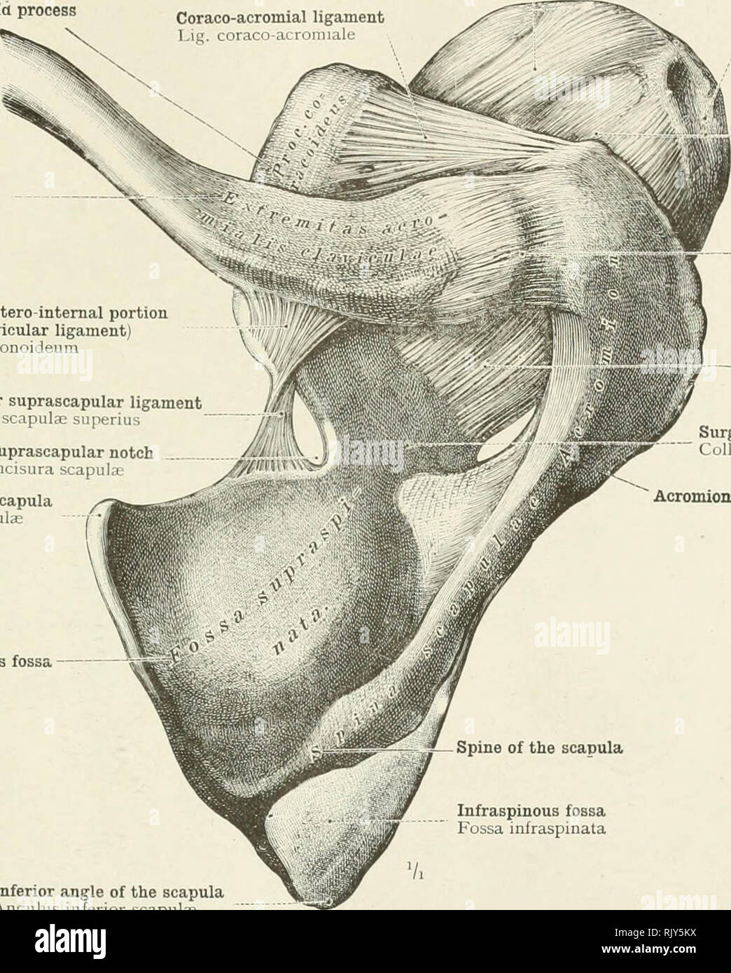 . Un atlas de l'anatomie humaine pour les étudiants et les médecins. L'anatomie. Les ARTICULATIONS DE LA PARTIE SUPÉRIEURE DE LfMB 199 Coracohumeral coracohumerale Coracoia. Lig du ligament coraco-acromial processus Lig ligament coraco-aeromiale.. 5&gt ;^ tubérosité très Tuberculum majus ligament capsulaire de l'épaule-SB mixte Capsula articulationis acromio claviculaire supérieure- humérus ligament acromio- claviculare Lig. ligaments capsulaires de l'articulation de l'épaule Capsula articulationis Chirurgie humérus cou de la scapula Collum Acromial scapulas de l'extrémité de la clavicule du ligament conoïde (Posterointernal coracoclav la portion de Banque D'Images