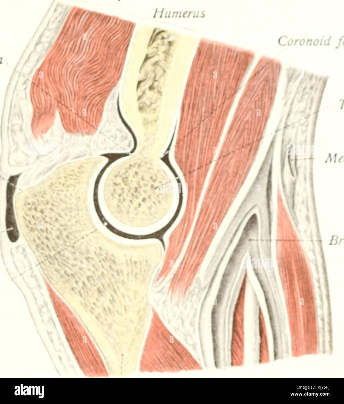 . Texte et Atlas-livre de l'anatomie humaine. Anatomie -- Atlas. Olecranon fossa Tricep f ffi Tendon du triceps olecranal sous-cutanée de la cavité synoviale bursa humérus Ulna Fig. 201. Fossa Coronoid. Veine médiane cutery brachiale cubitus distal radius-articulaire de l'articulation radio ulnaire disque Triquetrum Intercarpal Hamatum articulation articulation articulation carpométacarpienne â f- I'). Veuillez noter que ces images sont extraites de la page numérisée des images qui peuvent avoir été retouchées numériquement pour plus de lisibilité - coloration et l'aspect de ces illustrations ne peut pas parfaitement ressembler à l'œuvre originale.. Sobotta, Johann Banque D'Images