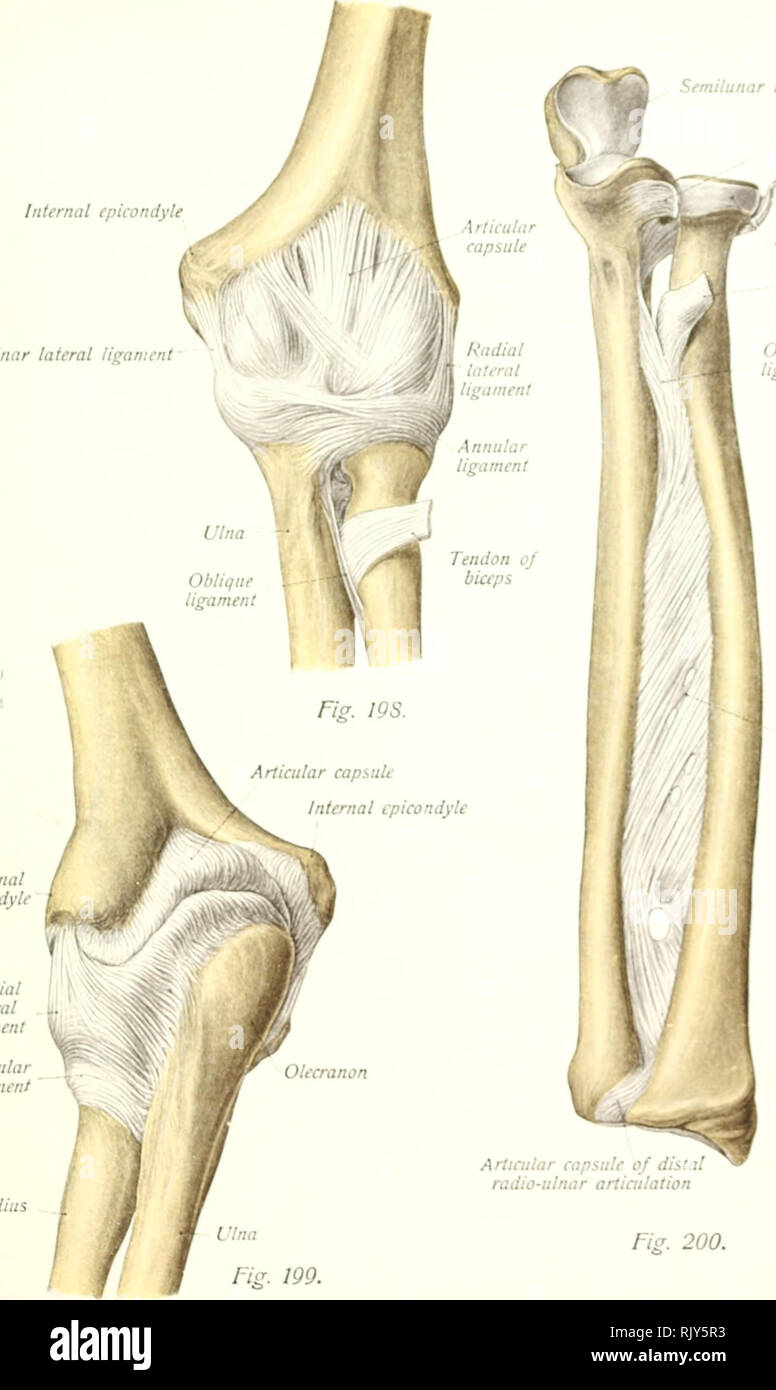 . Texte et Atlas-livre de l'anatomie humaine. Anatomie -- Atlas. Encoche semi-lunaire ulnaire du ligament latéral interne epicondyle. Epicondyle latéral Radial externe ligament annulaire" lisranicnt capsule articulaire Radius de dii, :. : l'articulation radio-ulnaire Frci. 200. Anuular Circumftrtnct ligament annulaire x d ruiiitti Obliiiue cj Tendon ligament Interosseous biceps membrane. Veuillez noter que ces images sont extraites de la page numérisée des images qui peuvent avoir été retouchées numériquement pour plus de lisibilité - coloration et l'aspect de ces illustrations ne peut pas parfaitement ressembler à l'œuvre originale.. Sobotta, J Banque D'Images