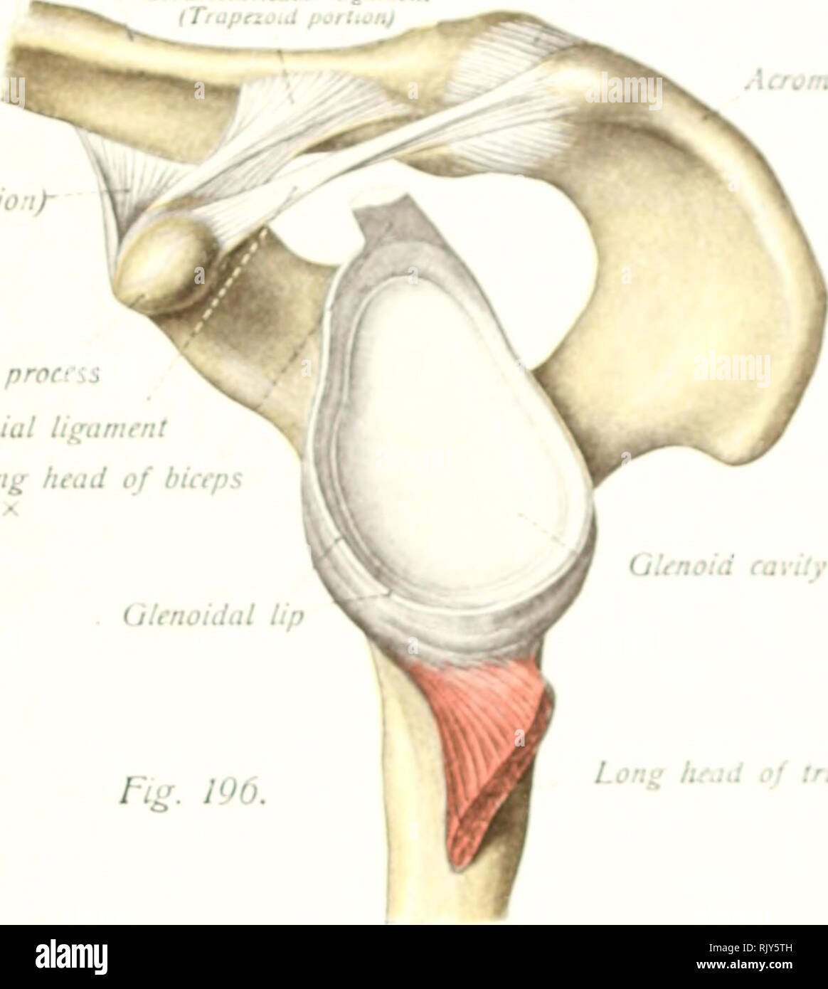 . Texte et Atlas-livre de l'anatomie humaine. Anatomie -- Atlas. La clavicule. Cortuxttlarieular lignmer Tiiipeij.t (pel.d'... Coracoclavicular (ligament conoïde partie/- processus coracoïde ligament coraco-acromial Tendon du long chef du biceps Olenoidal Fiii lèvre. 196. Acromiodavicutar Ugamtni Xcrom^sur. La cavité glénoïde se trouvent Long Cjjracoid.id de processus Inceps tdi^n de longue tête o/ Coracohumeral Jnicrlubernilar biceps ligament muqueuses shea :' : Tendon de longue tête de bicfp. Veuillez noter que ces images sont extraites de la page numérisée des images qui peuvent avoir été retouchées numériquement pour plus de lisibilité - coloration et Banque D'Images