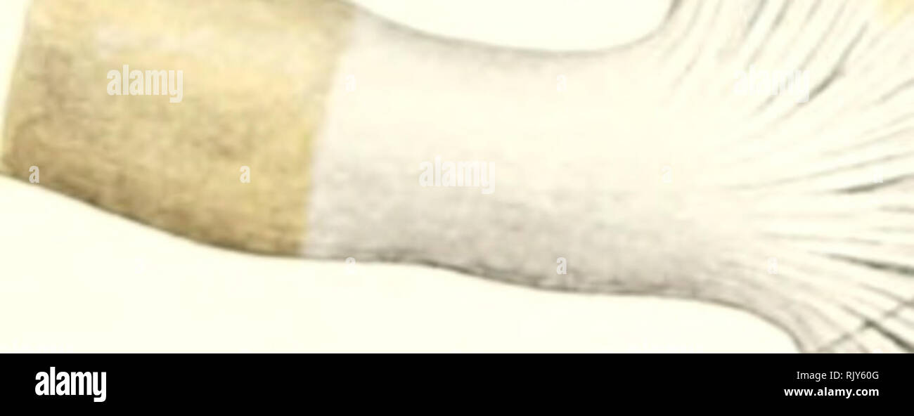 . Texte et Atlas-livre de l'anatomie humaine. Anatomie -- Atlas. Disque articulaire Intercla vicular^ li. Coracoclavicnlar synchondrosis sternale clavicule lic^ament (partie supérieure conoïde) ligament transverse i #  4// sapin ' Costoclavicular bternodaviculcLf y ligament ligament 'St4il Ug. FiiJ. 102.. Veuillez noter que ces images sont extraites de la page numérisée des images qui peuvent avoir été retouchées numériquement pour plus de lisibilité - coloration et l'aspect de ces illustrations ne peut pas parfaitement ressembler à l'œuvre originale.. Sobotta, Johannes, 1869-1945 ; McMurrich, J. Playfair (James Playfair), 1859-1939. Phila Banque D'Images