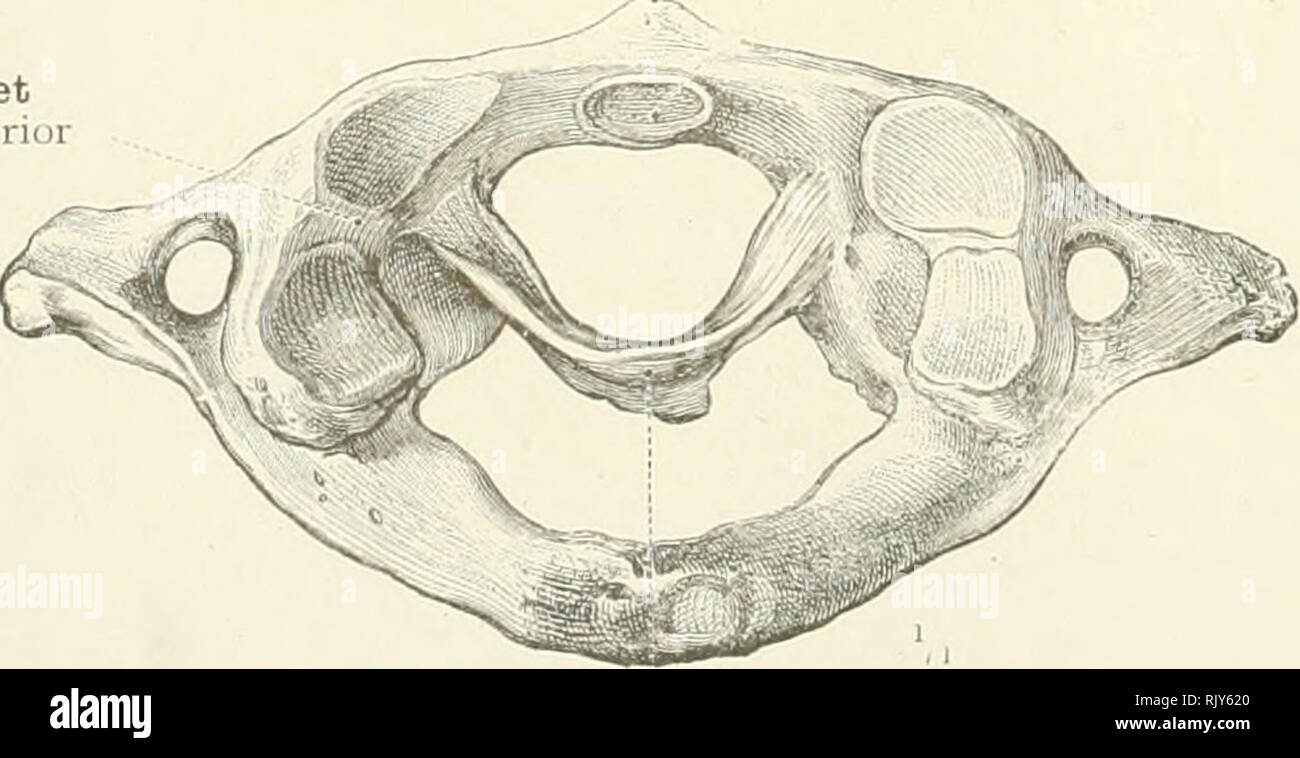 . Un atlas de l'anatomie humaine pour les étudiants et les médecins. L'anatomie. Capsule de l'occipito-atlantal Articulations synoviales Capsula atlanto- articulationis    occipital Capsule de l'articulation atlanto-axiale Articulations synoviales Capsula articulationis epistrophicae atlanto- troisième vertèbre cervicale vertèbre cervical III. 1 Voir la note de p. jyy. Le sapin,. 417.-postérieur du ligament occipito-axial. Atlantal occipito-atlanto-axiale et Articulations synoviales. (Les trois plus haut vertèbre cervicale et l'os occipital vus de derrière.) par une section frontale derrière le ipital ondyles 011 1, le carcinome squamous de partie de l'os occipital Banque D'Images