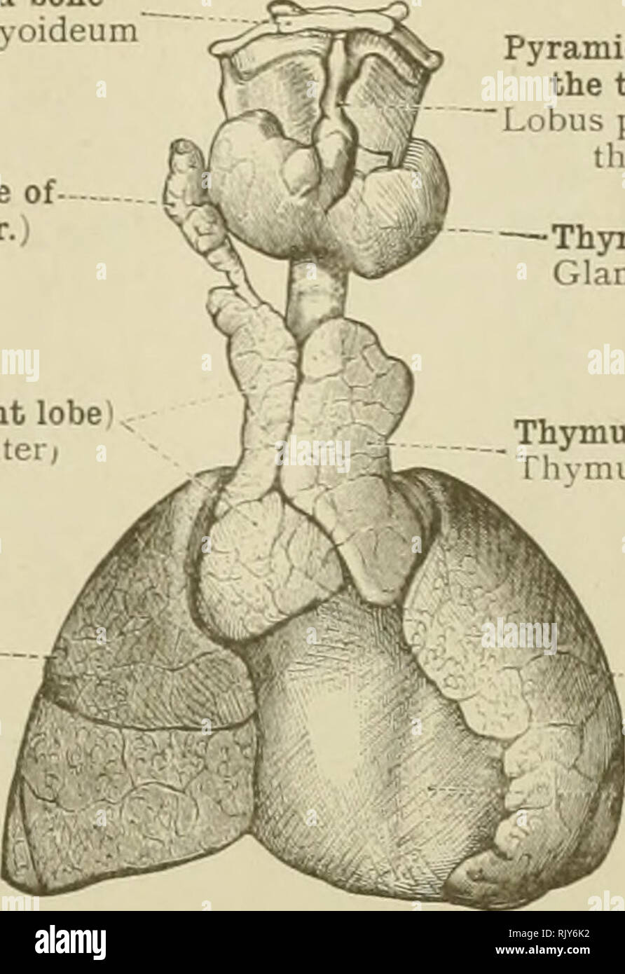 . Un atlas de l'anatomie humaine pour les étudiants et les médecins. L'anatomie. Organes respiratoires 467    os hyoïde Os hyoideum de processus le lobe droit de la glande du thymus (var.) Thymus (lobe droit) dextei ^ Thymus (lobus) Bight lung Pulmo Dexter. Pyramide ou lobe central de la thyroïde (var.) Lobus pyramidalis glandula ; tliyreoideac (var. i -corps thyroïde Glandula thyreoidea Thymus (lobe gauche) Thymus (lobus sinister) -poumon gauche J'ulmo sinister -péricarde Fig. 794.-La glande thymus, avec le corps, l'Thvroid Peric.4rdium, et les poumons, d'un Humain Fcetus dans le sixième mois du commerce intra-utérin Banque D'Images