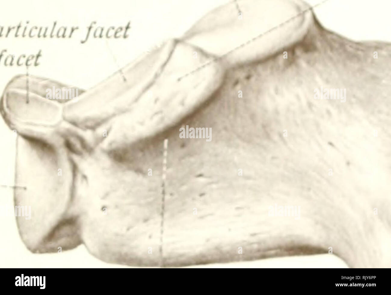 . Texte et Atlas-livre de l'anatomie humaine. Anatomie -- Atlas. Facette articulaire postérieure une facette articulaire liifdie articulaire antérieure f-tri-t pour facette articulaire cuboïde. Sustentaculum tali une facette articulaire ntérieur facette articulaire moyenne facK articulaire pour ^^cul oid. Veuillez noter que ces images sont extraites de la page numérisée des images qui peuvent avoir été retouchées numériquement pour plus de lisibilité - coloration et l'aspect de ces illustrations ne peut pas parfaitement ressembler à l'œuvre originale.. Sobotta, Johannes, 1869-1945 ; McMurrich, J. Playfair (James Playfair), 1859-1939. Philadelphia, Saunders Banque D'Images