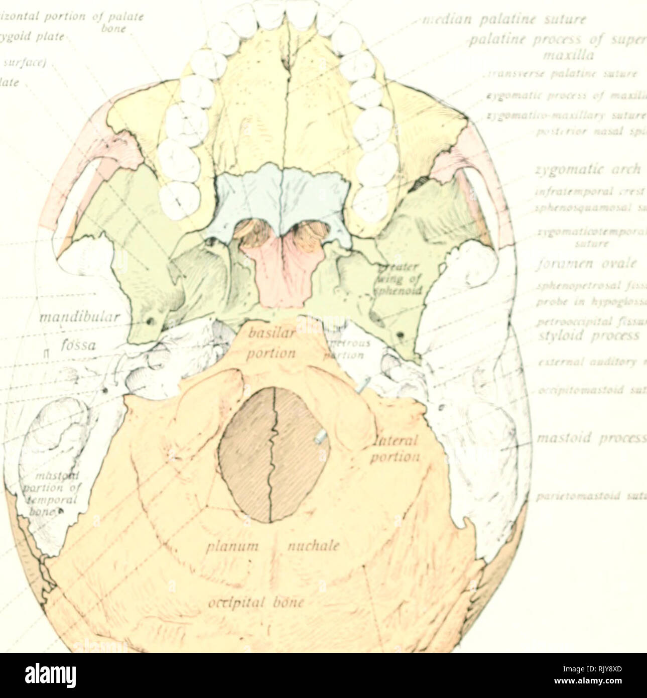 . Texte et Atlas-livre de l'anatomie humaine. Anatomie -- Atlas. (I/II vomerti tnauvf forumfn la partie horizontale jo palais plaque ptérygoïde interne zygomatique (temporal) iurjace injratemporal externe plaque ptérygoïde jo surface supérieure d'ac/sphenotd sphenoparietal ig Jo éminence articulaire suture. foraiiien Jormnen hicenini spinosit/ii de l'orifice du canal carotidien . .O Stylomastoid j-â â foramen jugulaire de combustibles ^« 7 '^ rtiastoid J/J rainure Trou mastoïdien Condyle occipital. condyloid foramen fosse tnoi^nutn. Cdian uilure ^ii.palatin palatin de prvcns iffinsierse palalln mastlla supérieure .&Lt ; )mt Banque D'Images