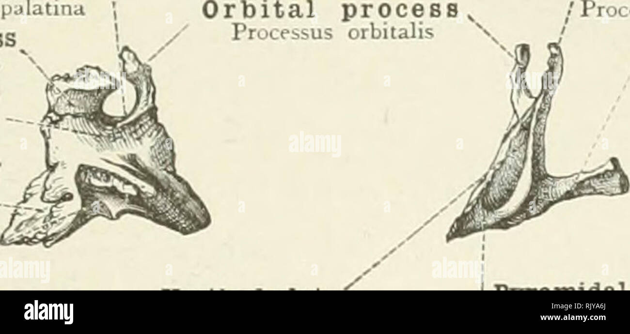 Processus Pyramidale . Un atlas de l'anatomie humaine pour les étudiants et les médecins. L ...