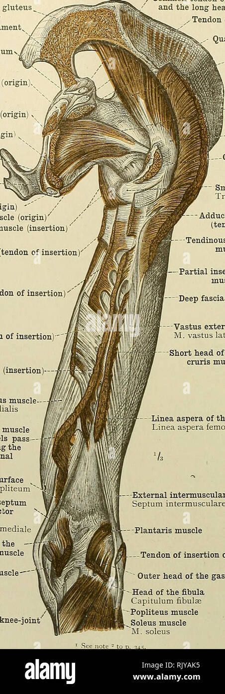 . Un atlas de l'anatomie humaine pour les étudiants et les médecins. L'anatomie. 360 LES MUSCLES DU MEMBRE inférieur d'origine Surface du muscle grand fessier postérieur ou grand ligament sacrosciatic. sacrotuberosum^J'ig de l'ischion Tubérosité Tuber ischiadicum Adductor magnus" (muscle adducteur muscle minimus origine^' (origine) y muscle gracilis (d'origine ! ^ Adductor brevis muscle (origine) pubienne - loagas (muscle adducteur tenion d'origine) '' muscle Pectineus (origine) du muscle psoas iliaque (insertion) muscle Pectineus (tendon d'insertion)' (muscle adducteur brevis de l'insertion du tendon adducteur)' Banque D'Images