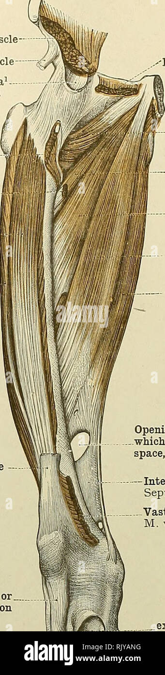. Un atlas de l'anatomie humaine pour les étudiants et les médecins. L'anatomie. 356 LES MUSCLES DU MEMBRE inférieur du muscle psoas iliaque muscle Iliopectineal Eectus femoris Bursa Bursa- iliopectmea Grureus muscle psoas iliaque muscle muscle Pectineus muscle vastus extemus Bsctus femoris ligament rotulien muscle, tendon ou infrapatellar Lig. patellsE. '-Peotineus muscle gracilis muscle obturateur â extemus musde &gt ; Adductor brevis muscls muscle moyen adducteur muscle adducteur magnus magnus adducteur Ouverture dans le muscle par lequel les vaisseaux fémoraux â passer dans le creux de l'espace, formant l'orifi inférieure Banque D'Images