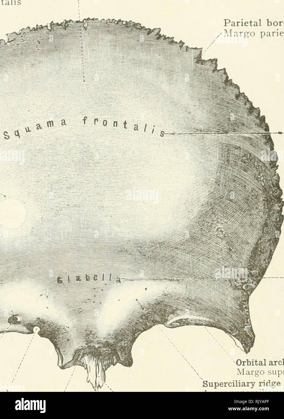 . Un atlas de l'anatomie humaine pour les étudiants et les médecins. L'anatomie. Le crâne ET JE III os du crâne ou antérieure de la surface frontale Fades frontalis 'T 1 tubercule frontale latérale frontale surface temporelle- , &Lt ; faciès temporalis 'â â  % crête temporelle H^fp| Linea temporalis nH| frontière pariétal Margo parietalis supra-orbital foramen / Foramen supra-orbitale supra-orbital encoche Incisura frontalis partie nasale Pars nasalis. Orbital frontal squama arch ou supra-orbital Margo snpra-orbhali marge ? Arcades sourcilières ridge Arcus épine nasale superciliaris Spina frontalis FIG. 151.- âThe Os frontal vu f Banque D'Images