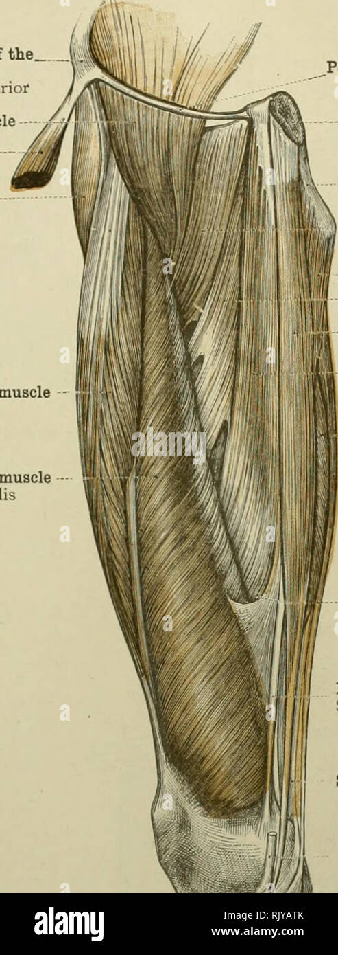 . Un atlas de l'anatomie humaine pour les étudiants et les médecins. L'anatomie. Les muscles des membres inférieurs 351 colonne vertébrale antérieure et supérieure de l'ilium Spina iliaca muscle psoas iliaque antérieure et supérieure du tenseur muscle sartorius de vaginsB fascisB ou femoris muscle tenseur femoris il. tensor fascia latae ; le rectus femoris muscle muscle vastus intemus M. vastus medialis. ^Poupart (ligament de l'arche fémorale superficielle) Lig. inguinal (Pouparti bymphysis) pubienne ossium pubis inférieurs ou en ordre décroissant ramus du pubis Ramus ossis pubis intérieur -muscle Pectineus -maguus adducteur muscle adducteur muscle brevis Gr Banque D'Images