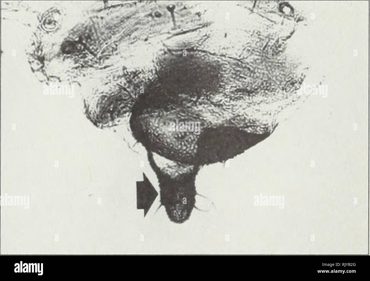 . Atlas des pucerons piégés dans les cultures agricoles. Pucerons Pucerons ravageurs agricoles ; ; ; Ennemis des cultures. (A) (b) siphunculus sensoria. (C) cauda Prothorax offrant des tubercules latéraux ; abdomen avec les sclérites marginal ; siphunculus très rugueuses, avec bride peu développé, et avec les sclérites devant et derrière, queue allongés, constriction normalement au milieu, et avec 2 ou 3 corps svelte, courbe, a souligné soies sur chaque côté. Références ; Heie 1986, Richards 1960. Atlas de 52 pucerons piégés dans les cultures agricoles. Veuillez noter que ces images sont extraites de la page numérisée des images, qui peuvent Banque D'Images