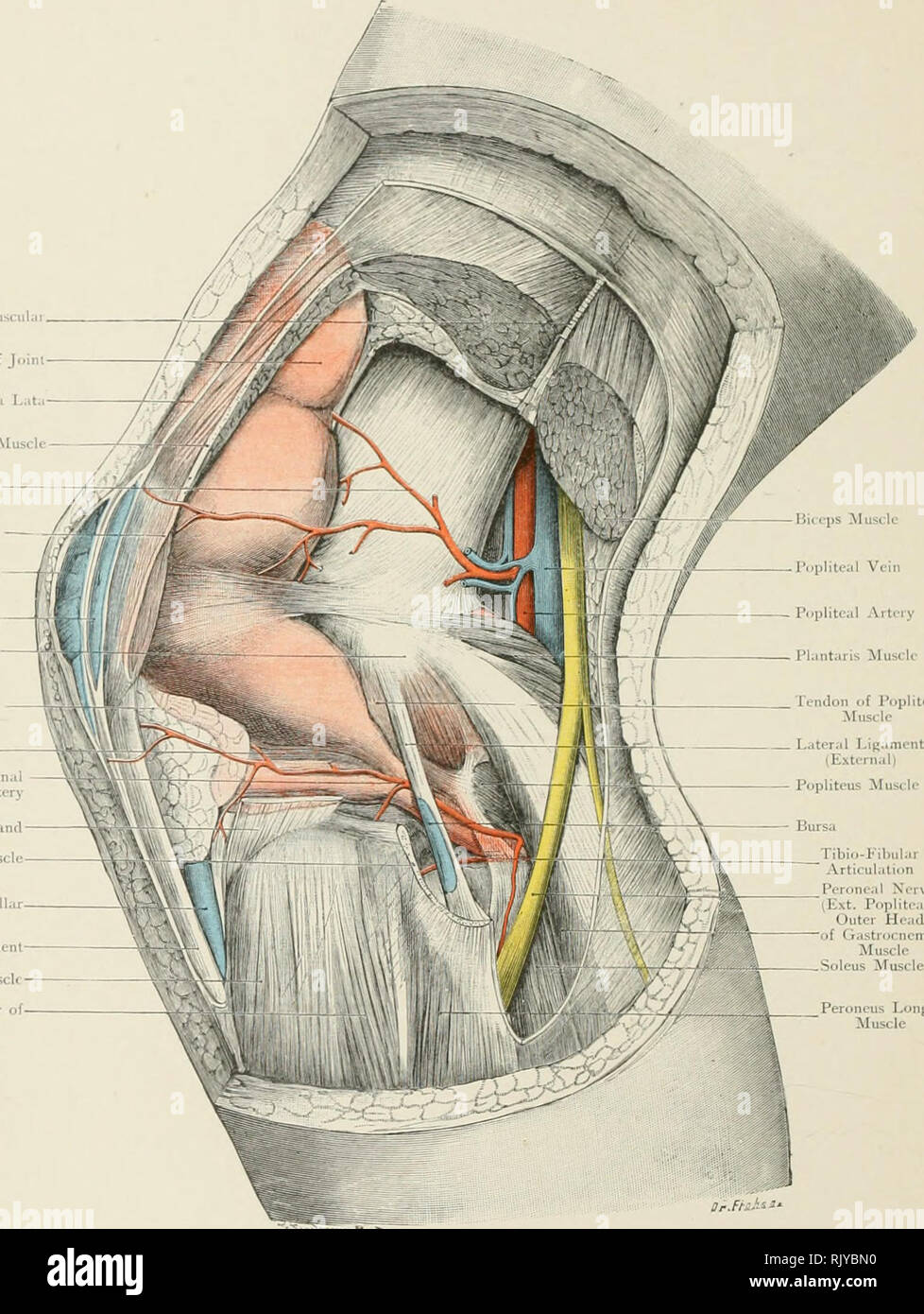 . De l'Atlas topographique (appliquée) L'anatomie humaine pour étudiants et praticiens. L'anatomie. ExtiTiial liitermusciil. Pmirh supérieure du septum de l'Fasciii Liitii^ muscle vastus interne;il lixtern supérieure artère articulaire Prepatellar sous-cutanée sous-aponévrotique Bursa Bursa Prepatellar Condyle externe Alar Linanient^ semi-lunaire externe inférieure du cartilage articulaire externe muscle biceps bande artère Ilio-Tibial Infrapatellar profonde du ligament rotulien Bursa' muscle tibial antérieur extenseur commun des orteils commune. Poplitcus Tibiu-Eilnilar de tendon du muscle nerf d'articulation du texte. Tête extra-poplité) Banque D'Images