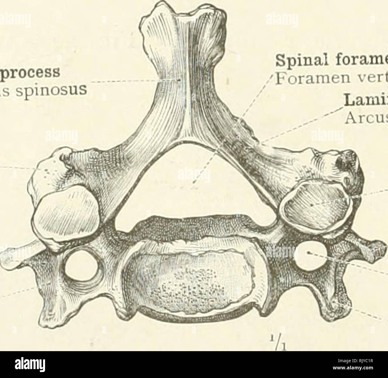 . Un atlas de l'anatomie humaine pour les étudiants et les médecins. L