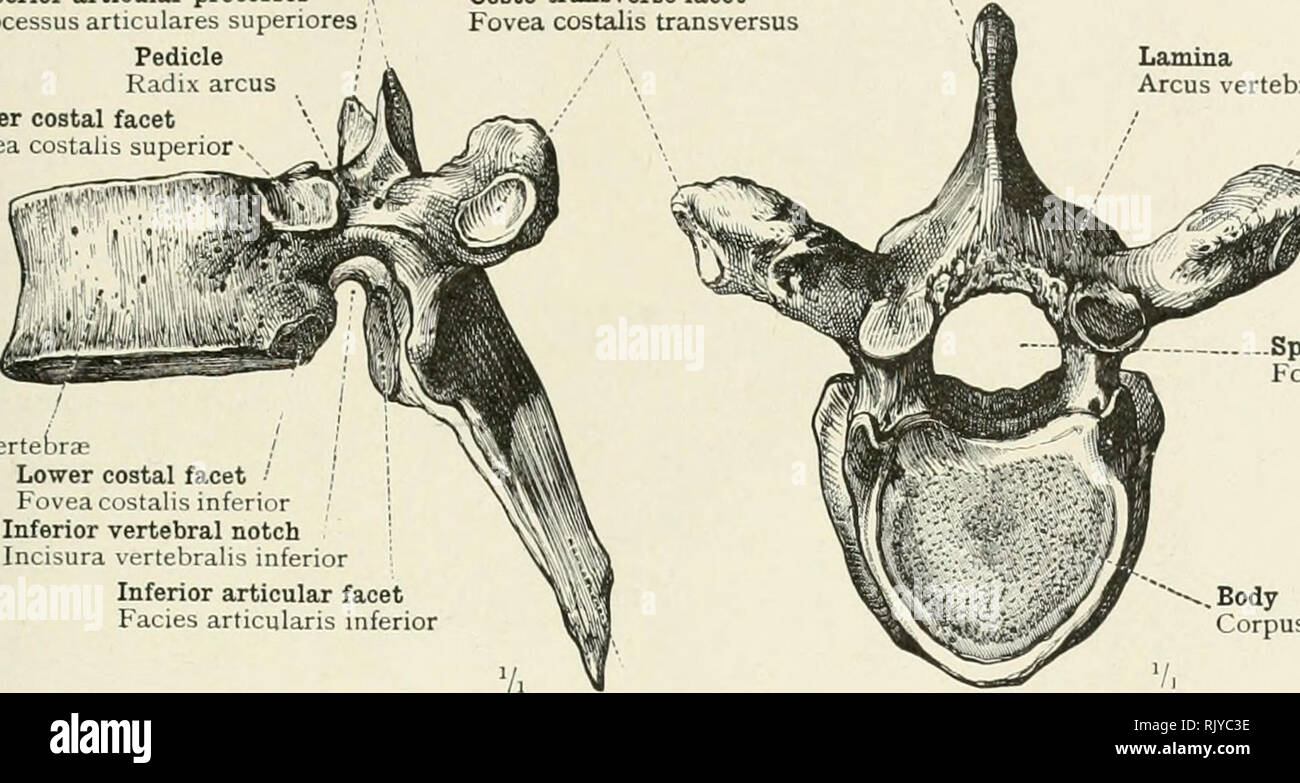 . Un atlas de l'anatomie humaine pour les étudiants et les médecins. L